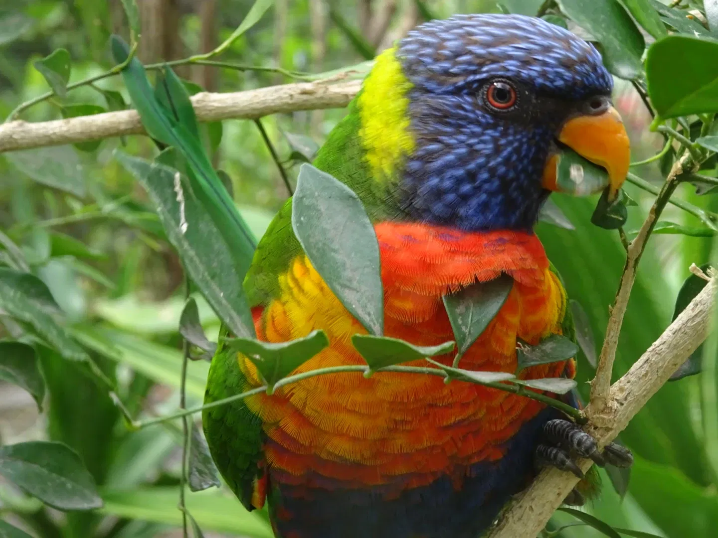 Zoo Guadeloupe and Botanical Garden