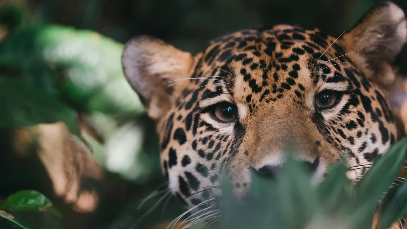 Zoo de Guadeloupe au Parc des Mamelles
