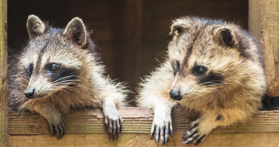 Zoo de Guadeloupe au Parc des Mamelles