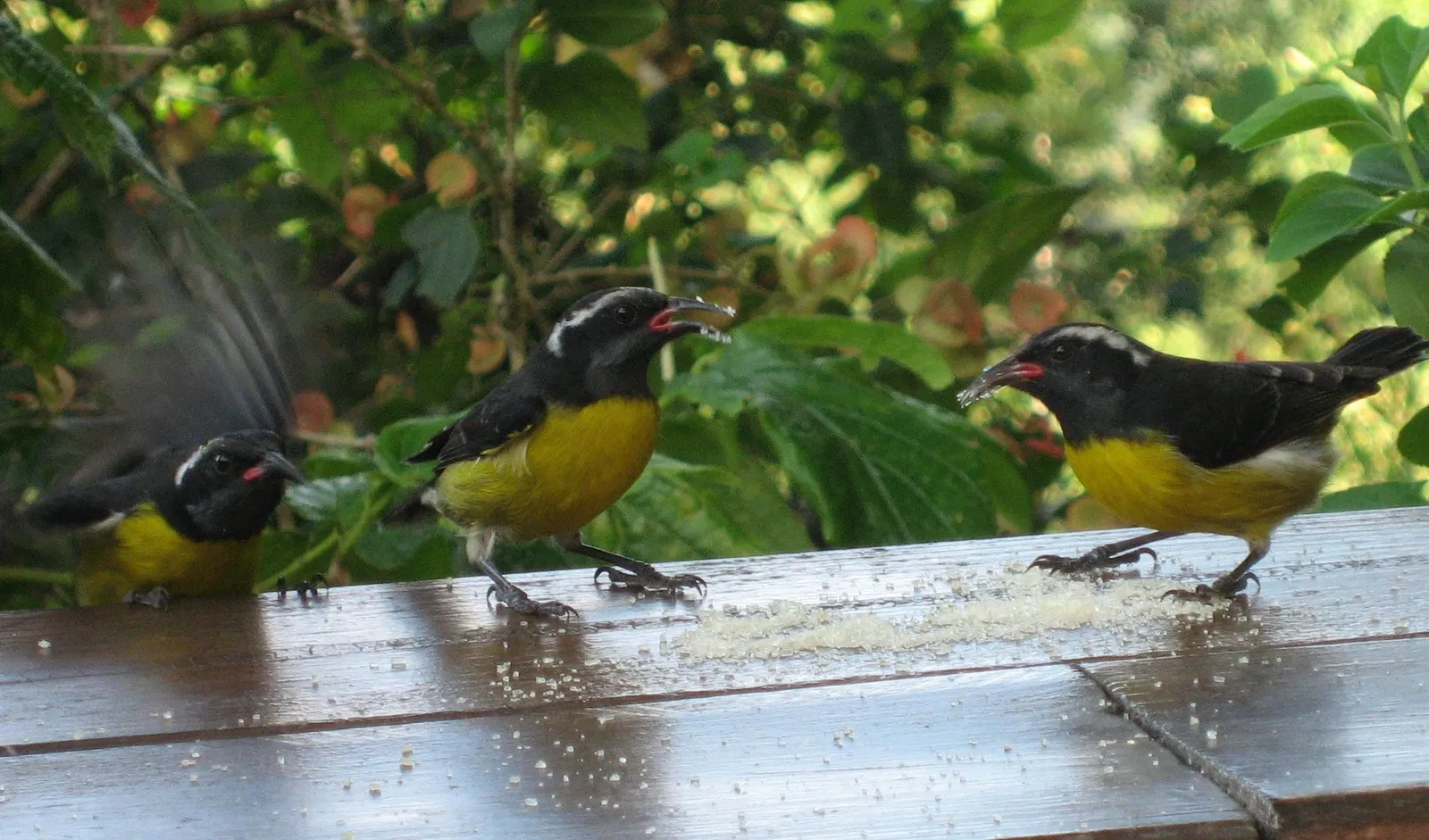 Zoo Guadeloupe and Botanical Garden
