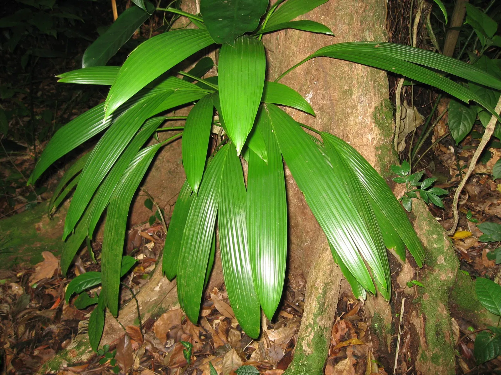Zoo Guadeloupe and Botanical Garden