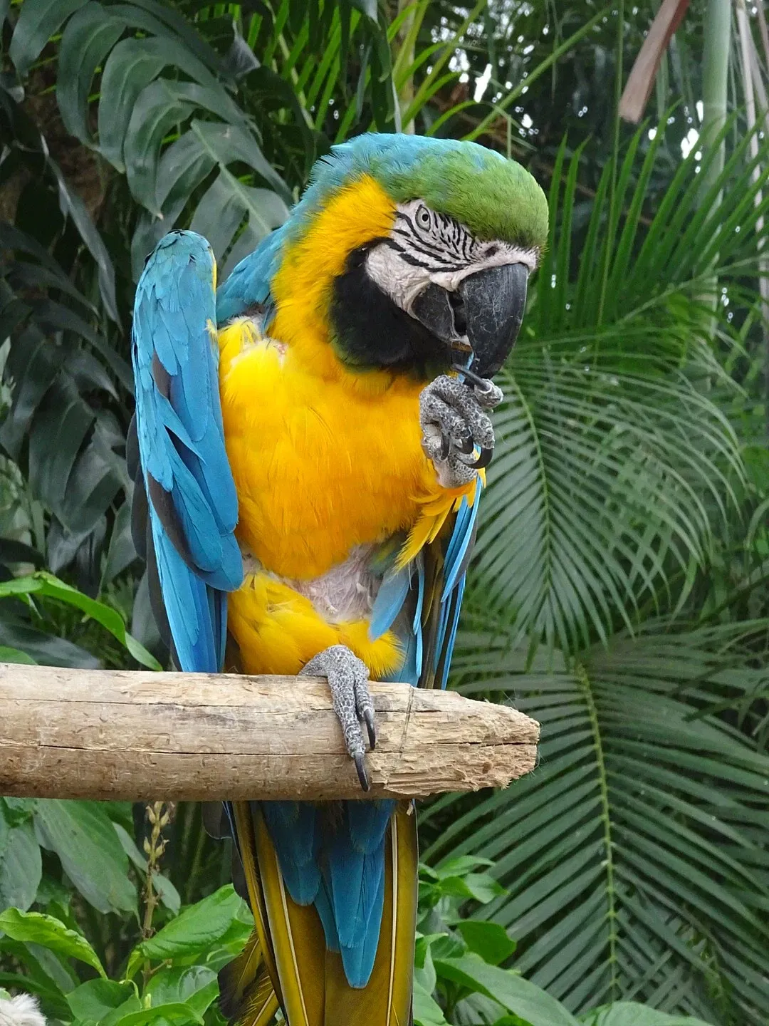 Zoo de Guadeloupe au Parc des Mamelles