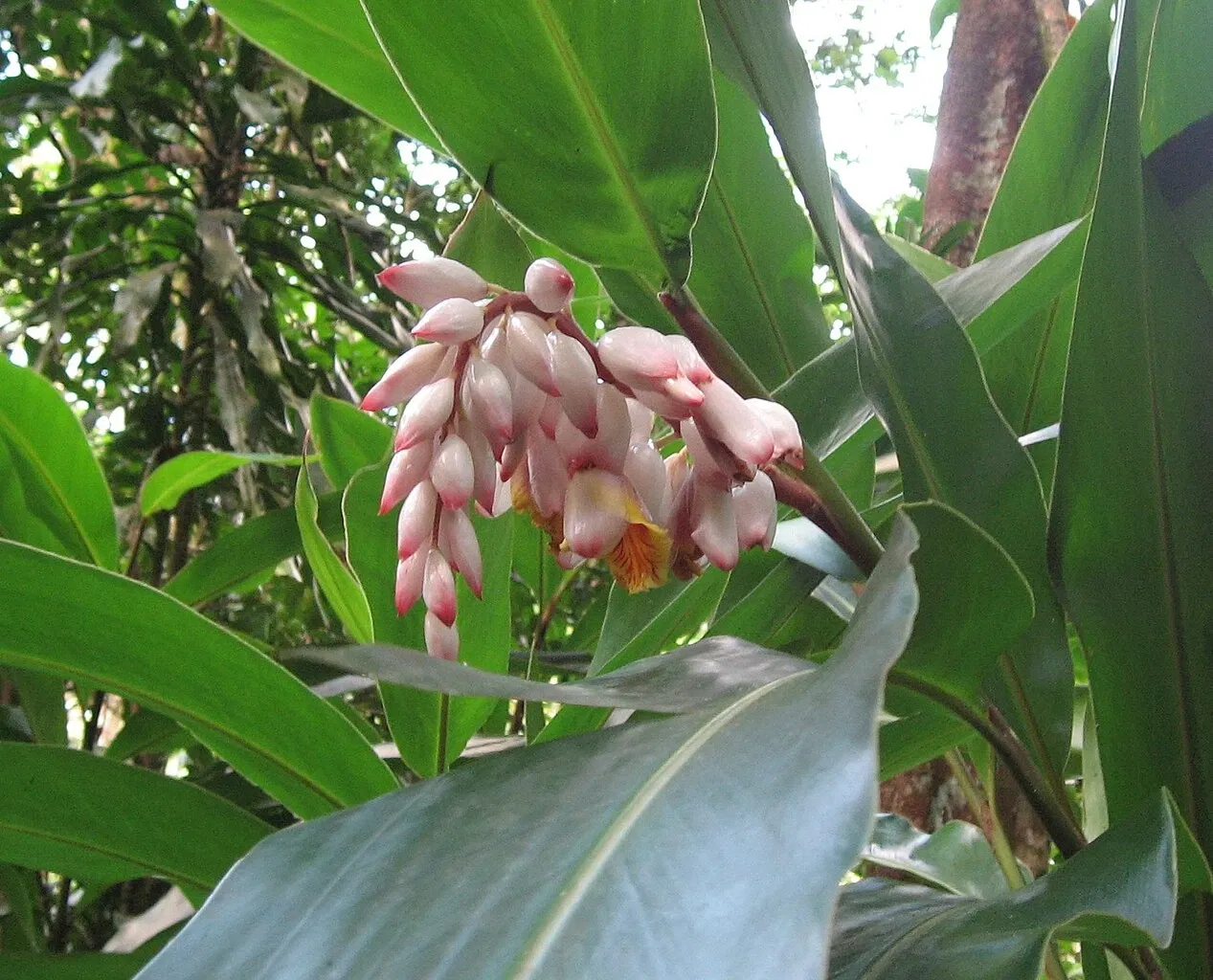 Zoo Guadeloupe and Botanical Garden