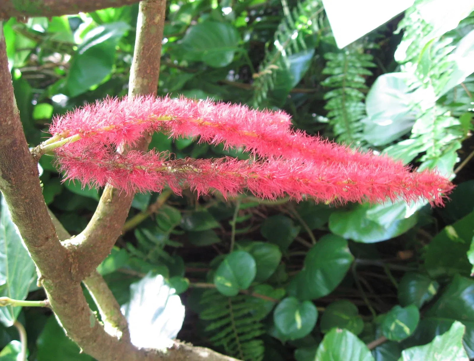 Zoo Guadeloupe and Botanical Garden