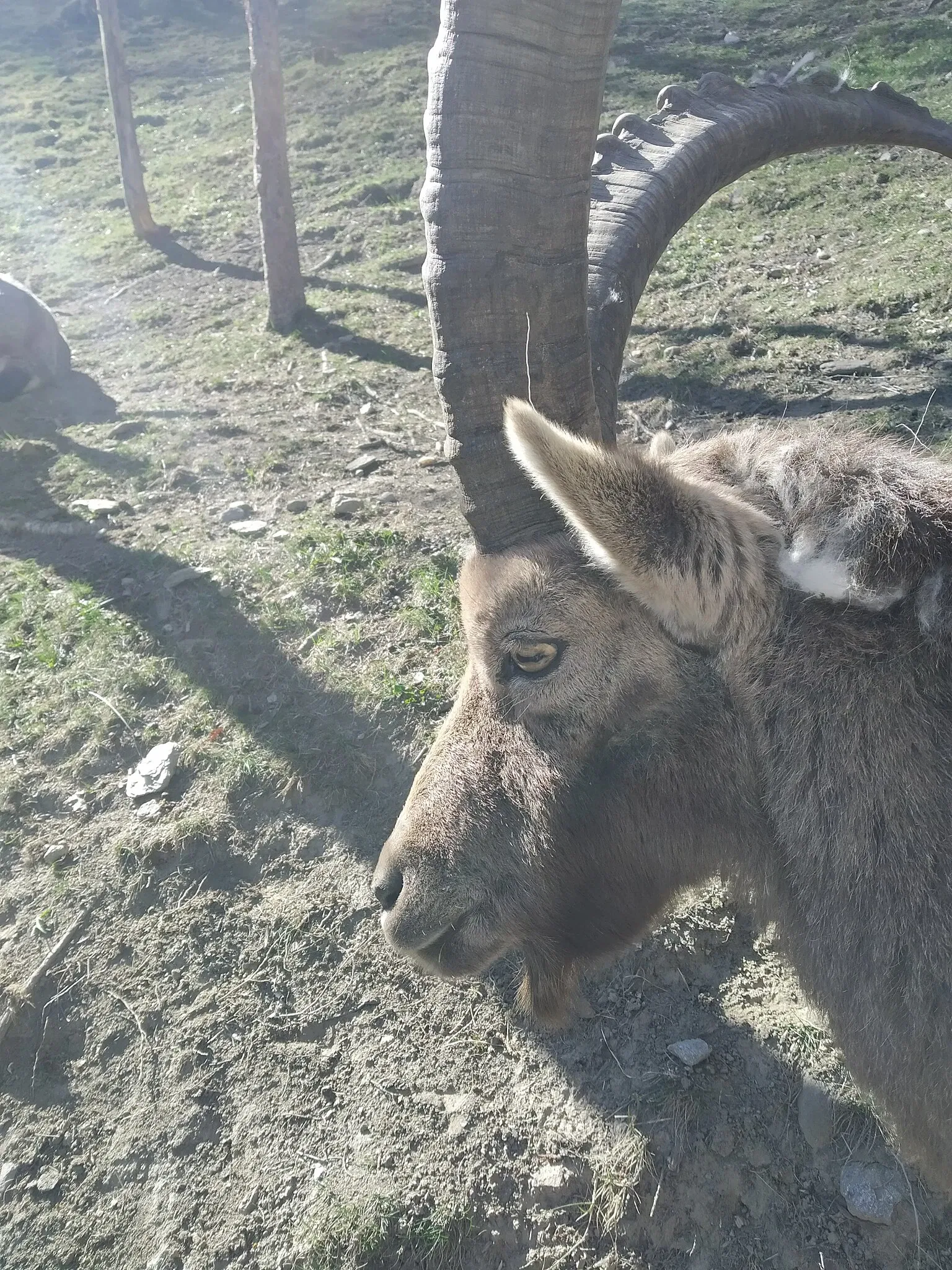 Parc Animalier d'Introd