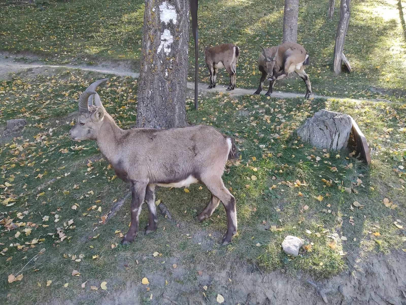Parc Animalier d'Introd