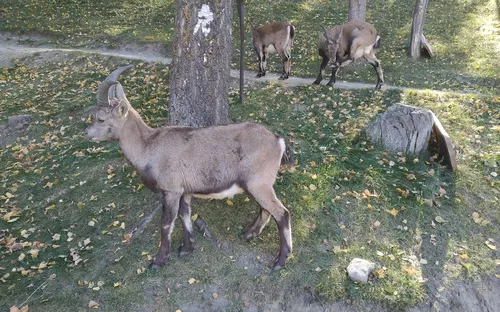 Parc Animalier d'Introd