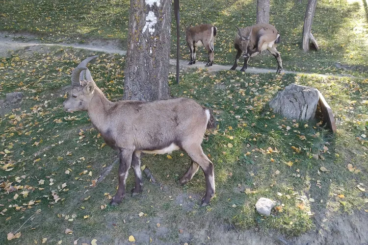 Parc Animalier d'Introd