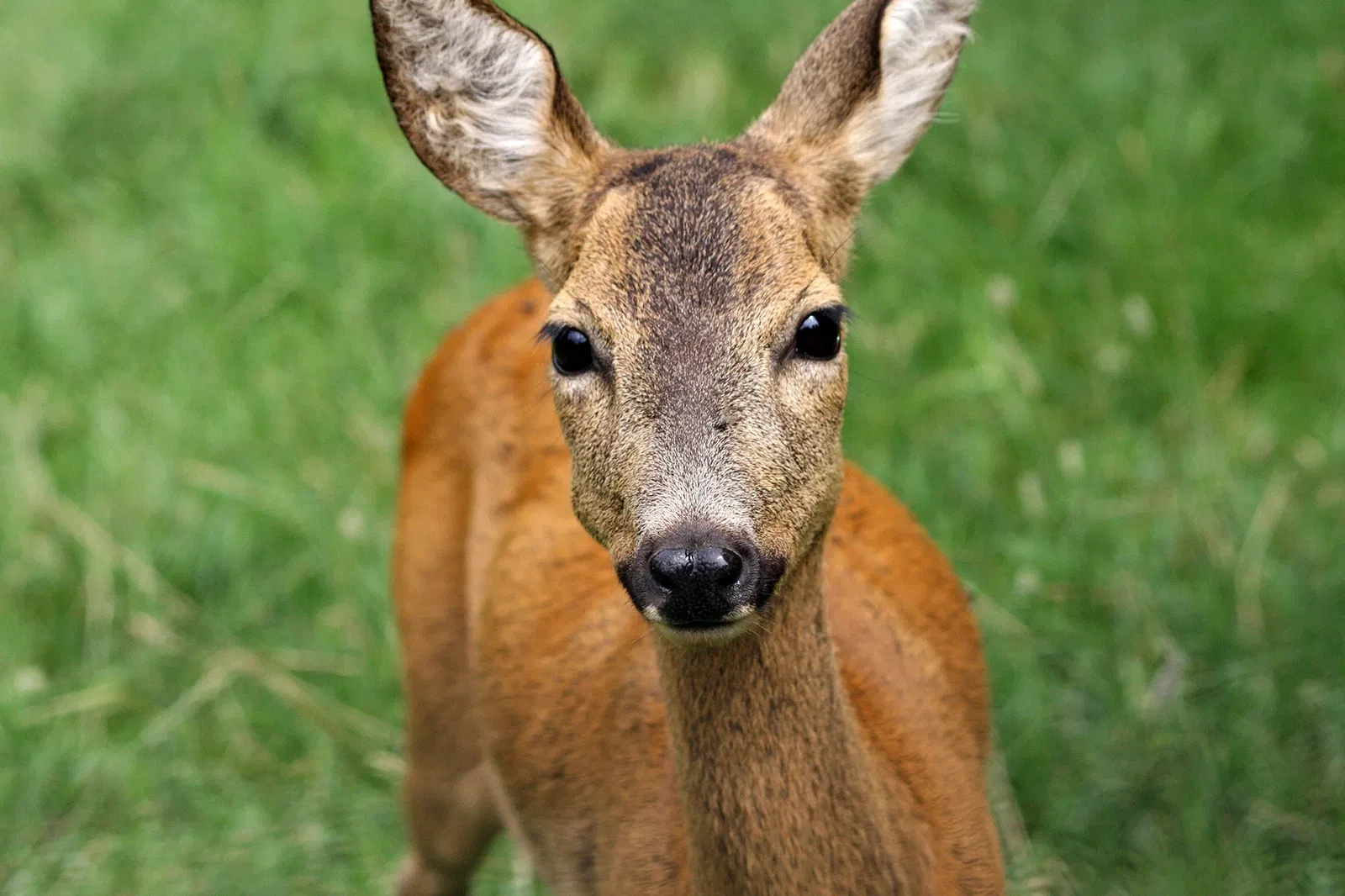 Parc Animalier d'Introd