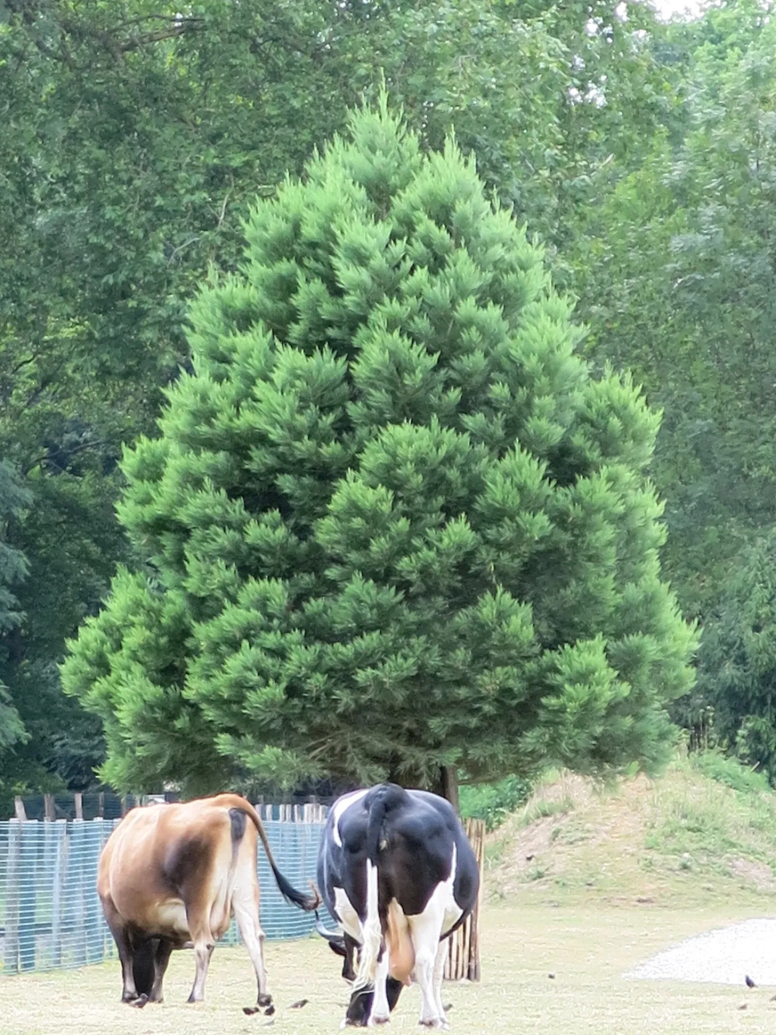 Lumigny Safari Reserve