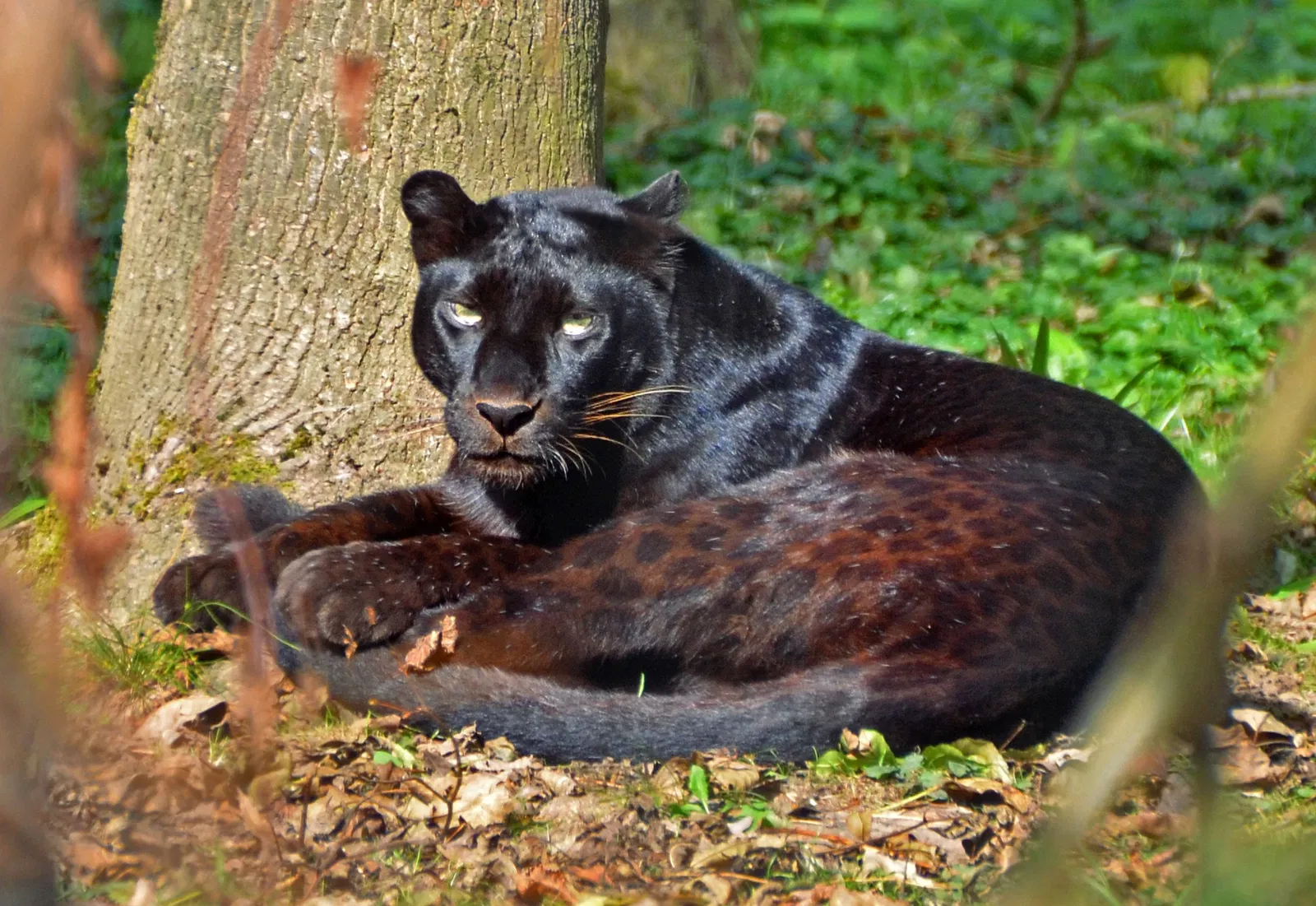 Lumigny Safari Reserve