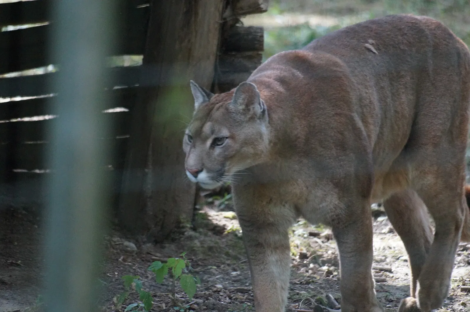 Lumigny Safari Reserve