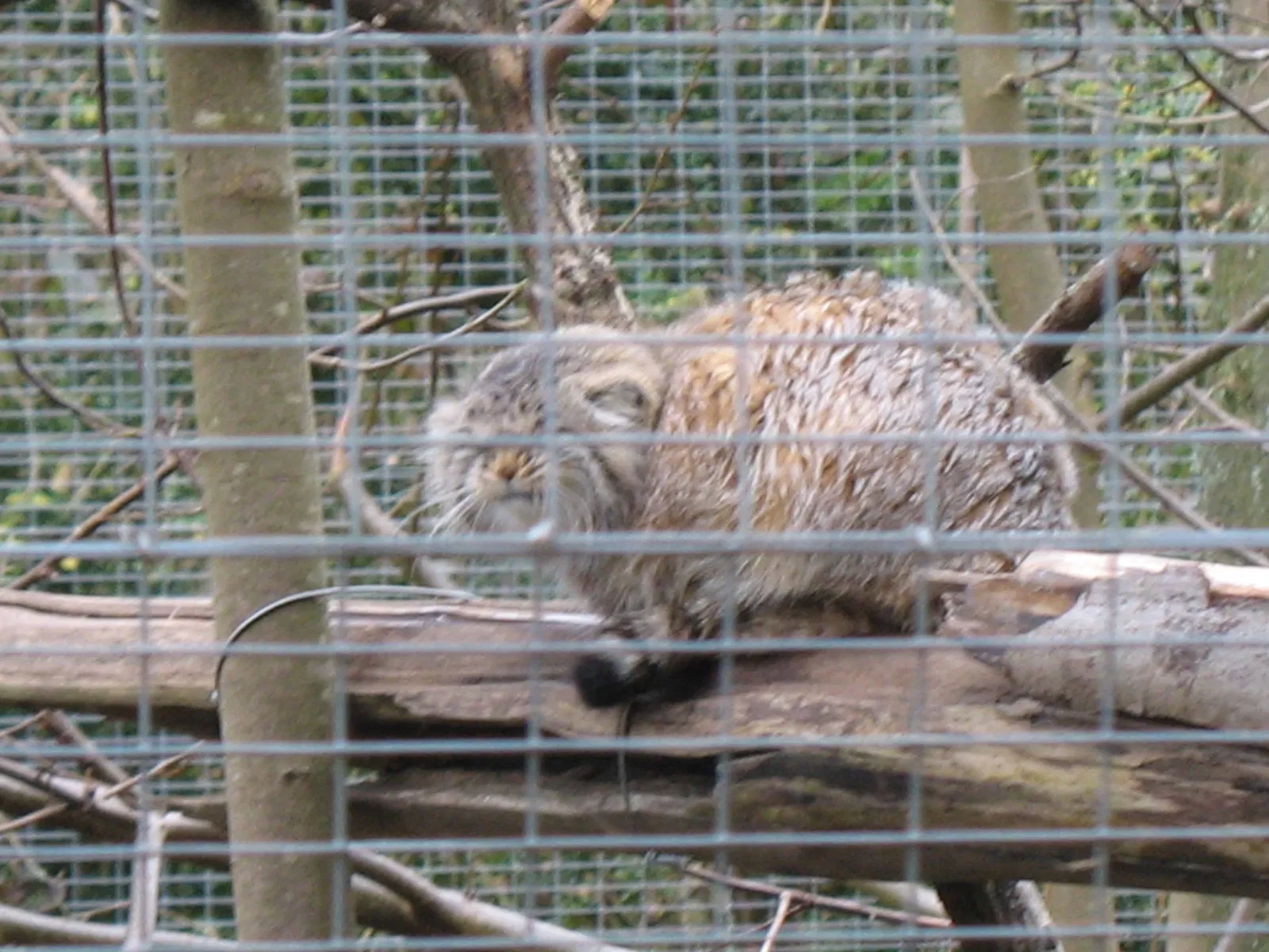 Lumigny Safari Reserve