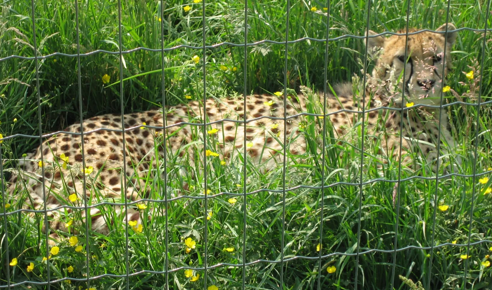 Lumigny Safari Reserve