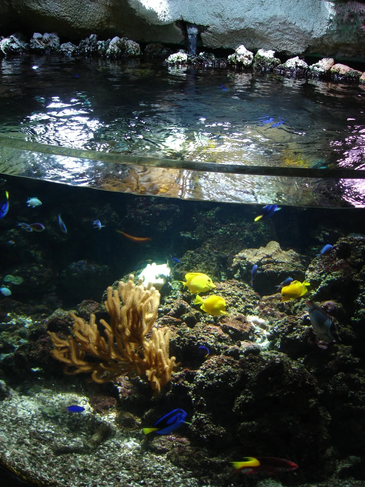 Sea Life Val d'Europe