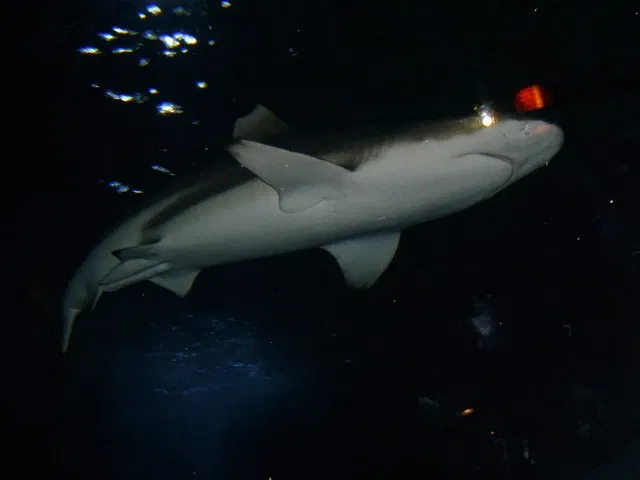 Sea Life Val d'Europe