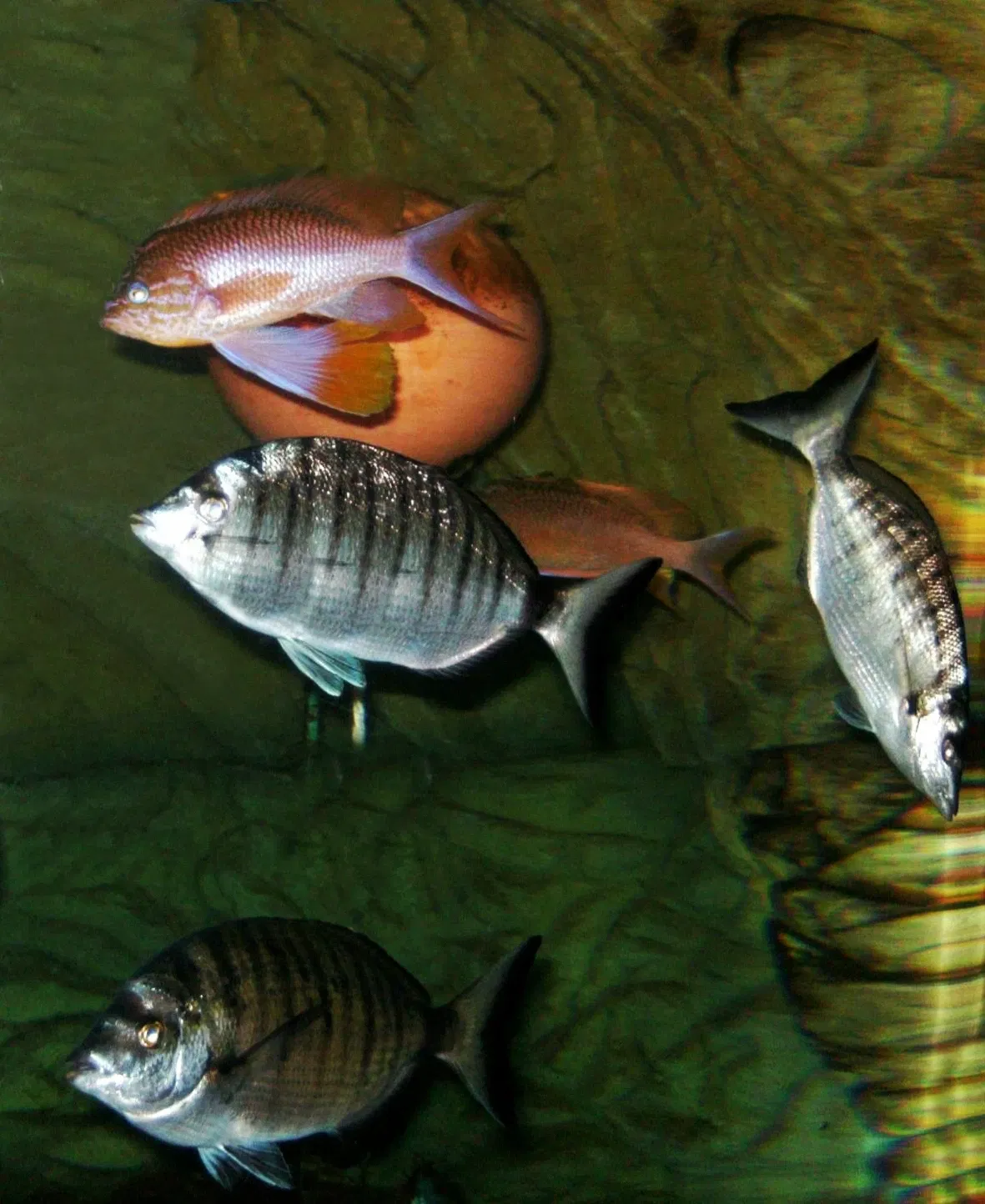 Sea Life Val d'Europe