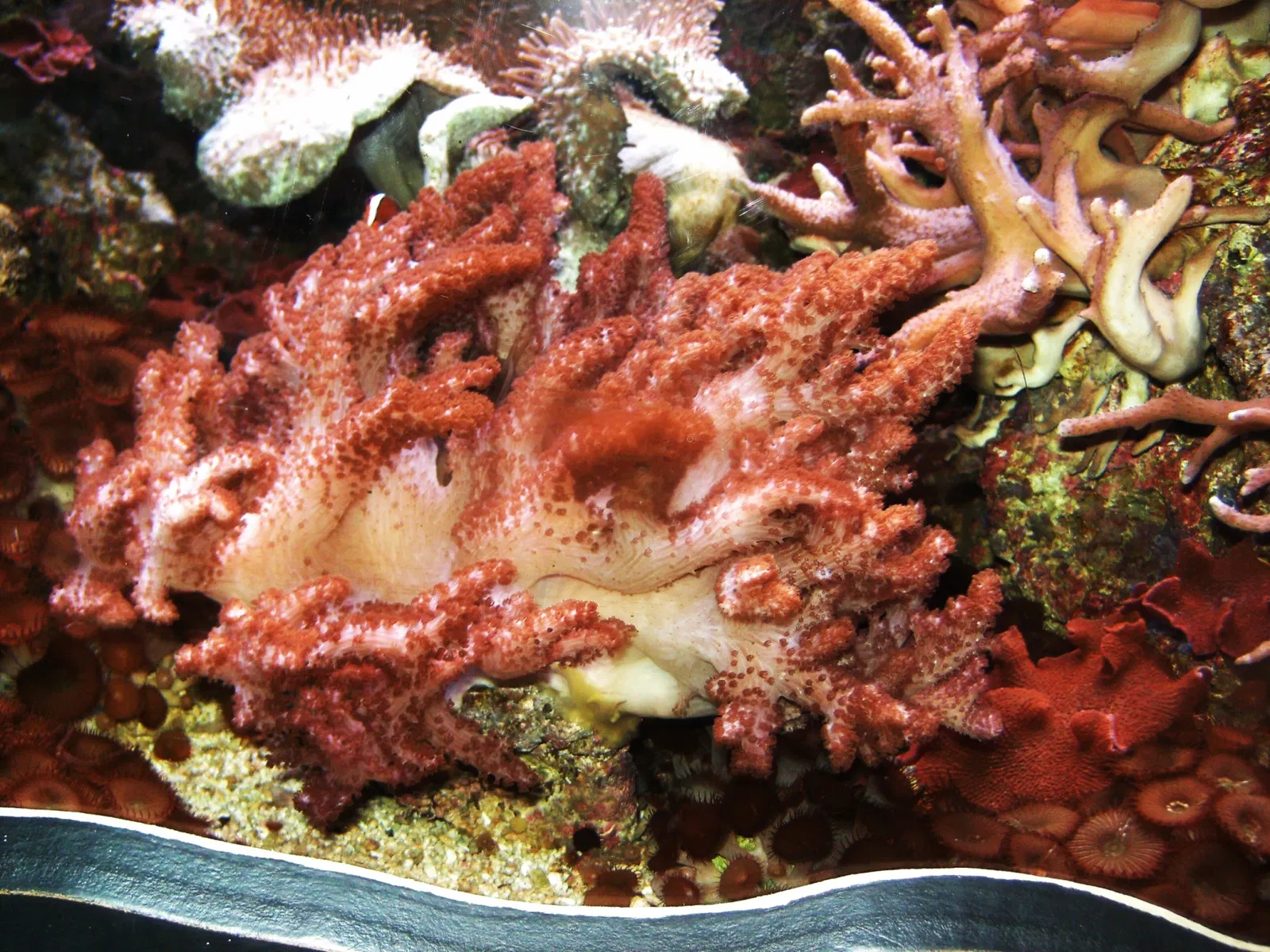 Sea Life Val d'Europe