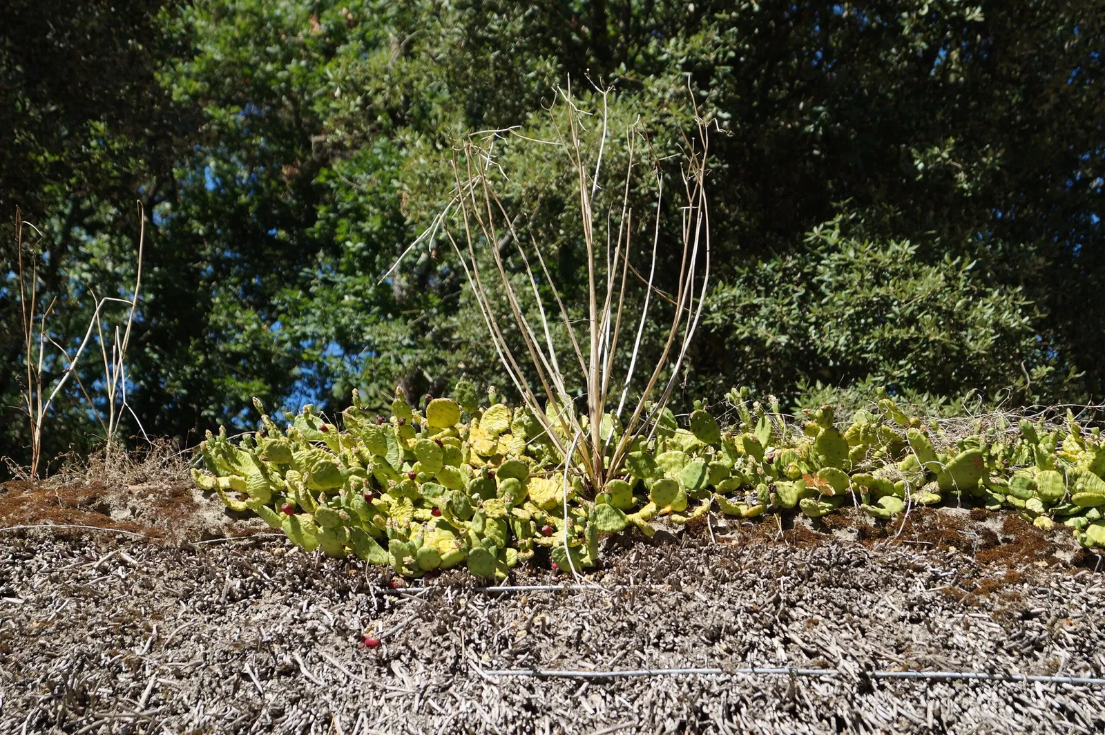 Musée de la Bourrine du Bois Juquaud