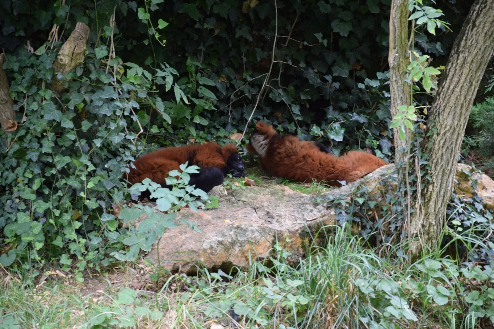 Bioparc de Doué-la-Fontaine