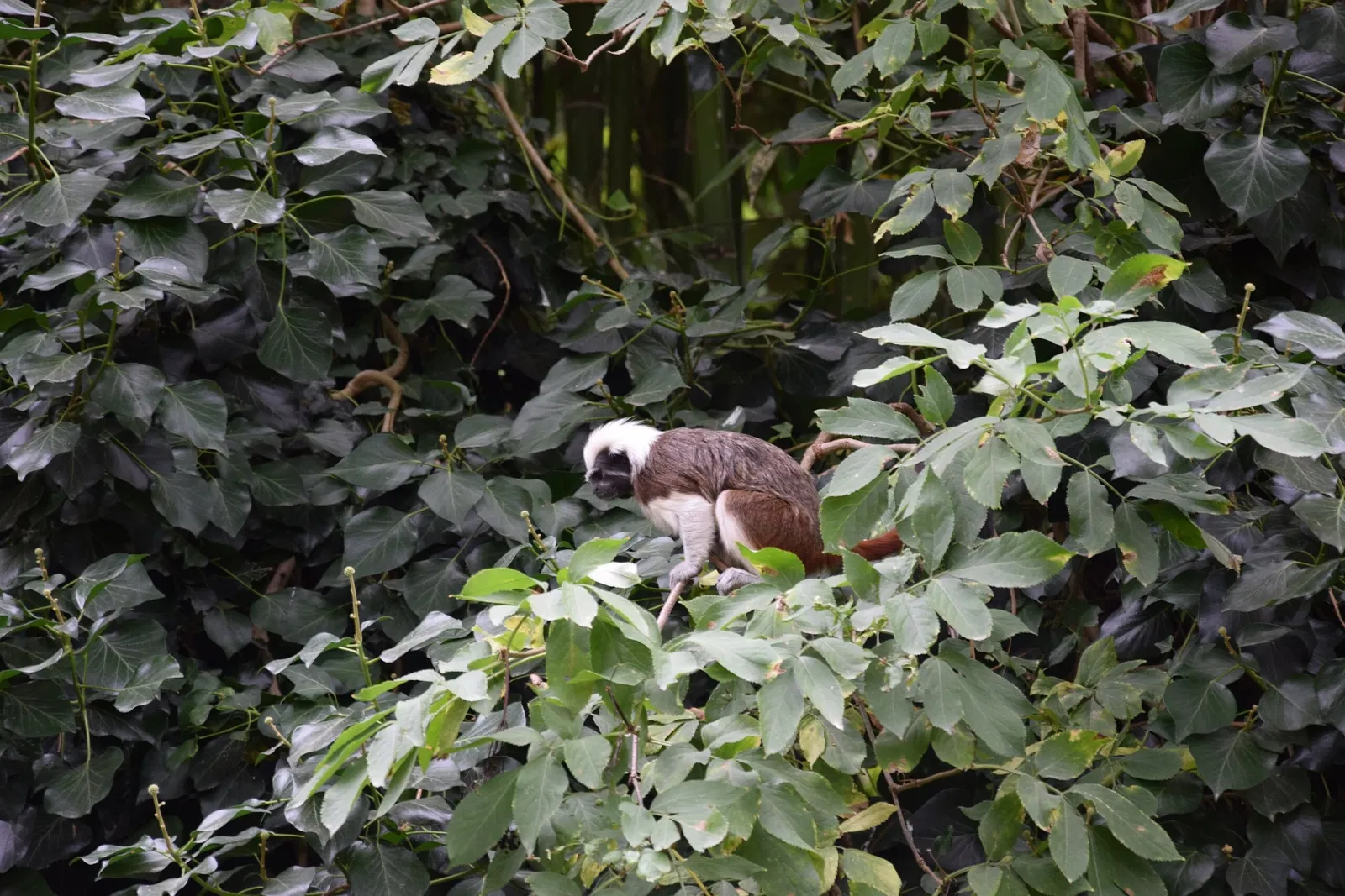 Bioparc de Doué-la-Fontaine