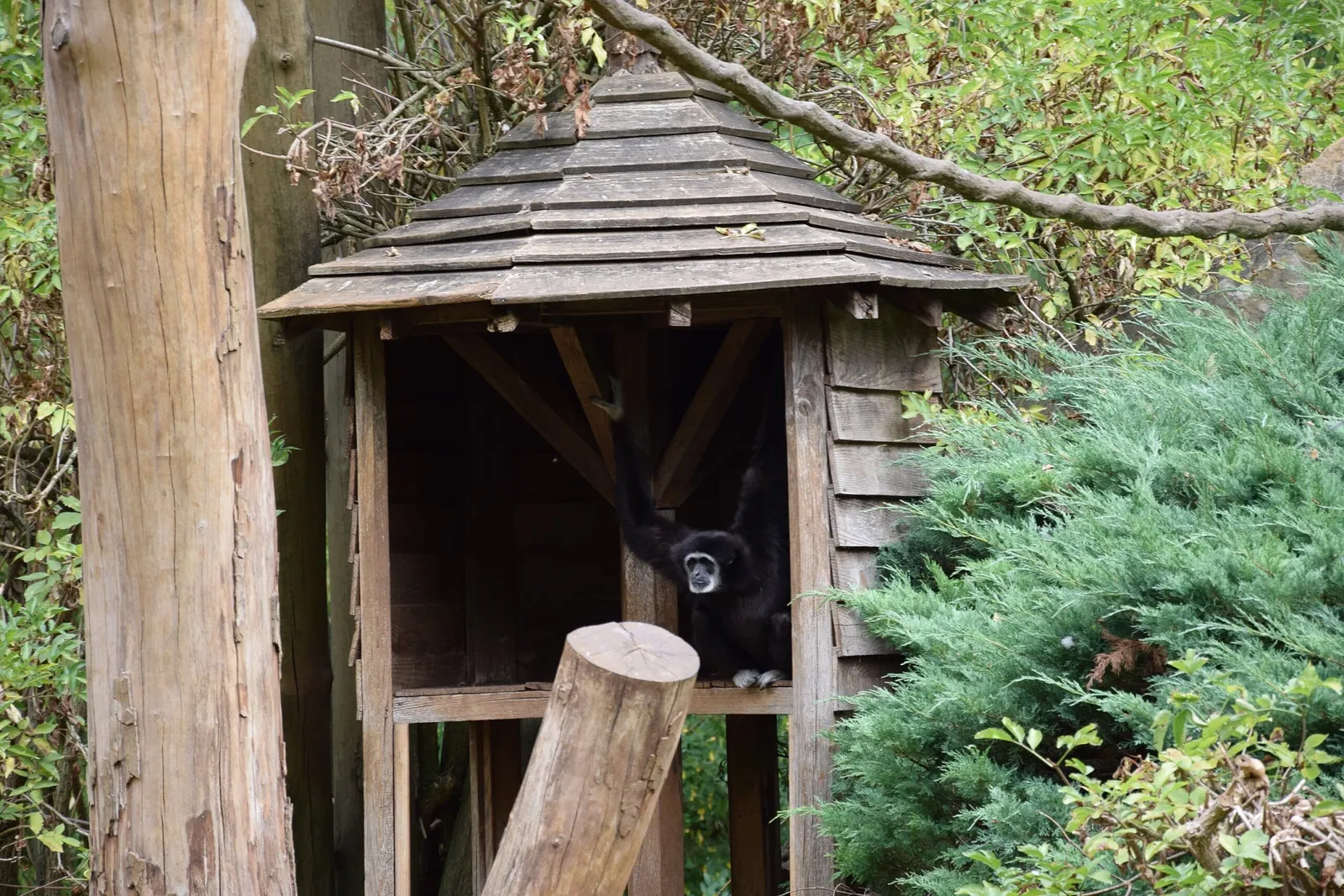 Bioparc de Doué-la-Fontaine