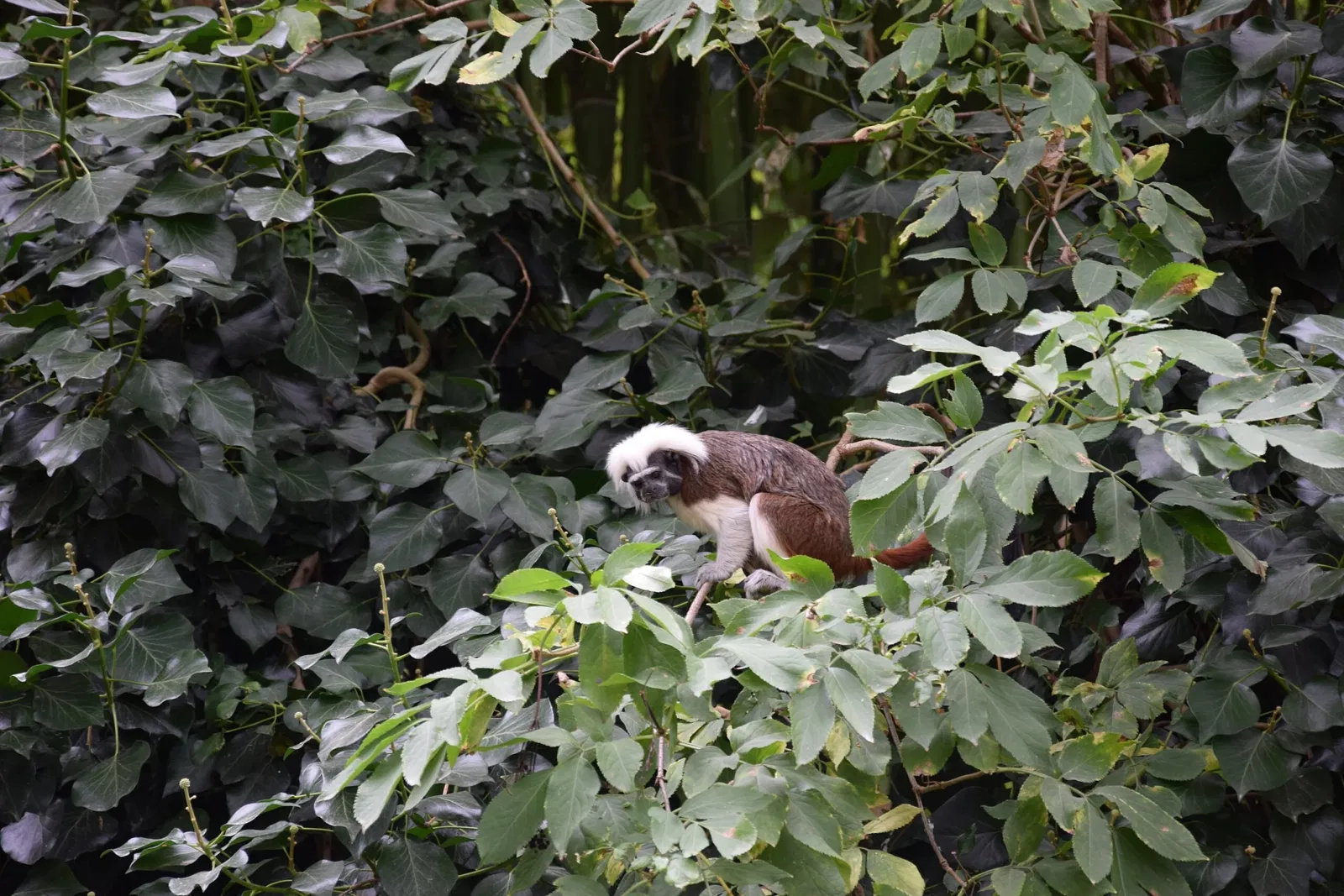 Bioparc de Doué-la-Fontaine