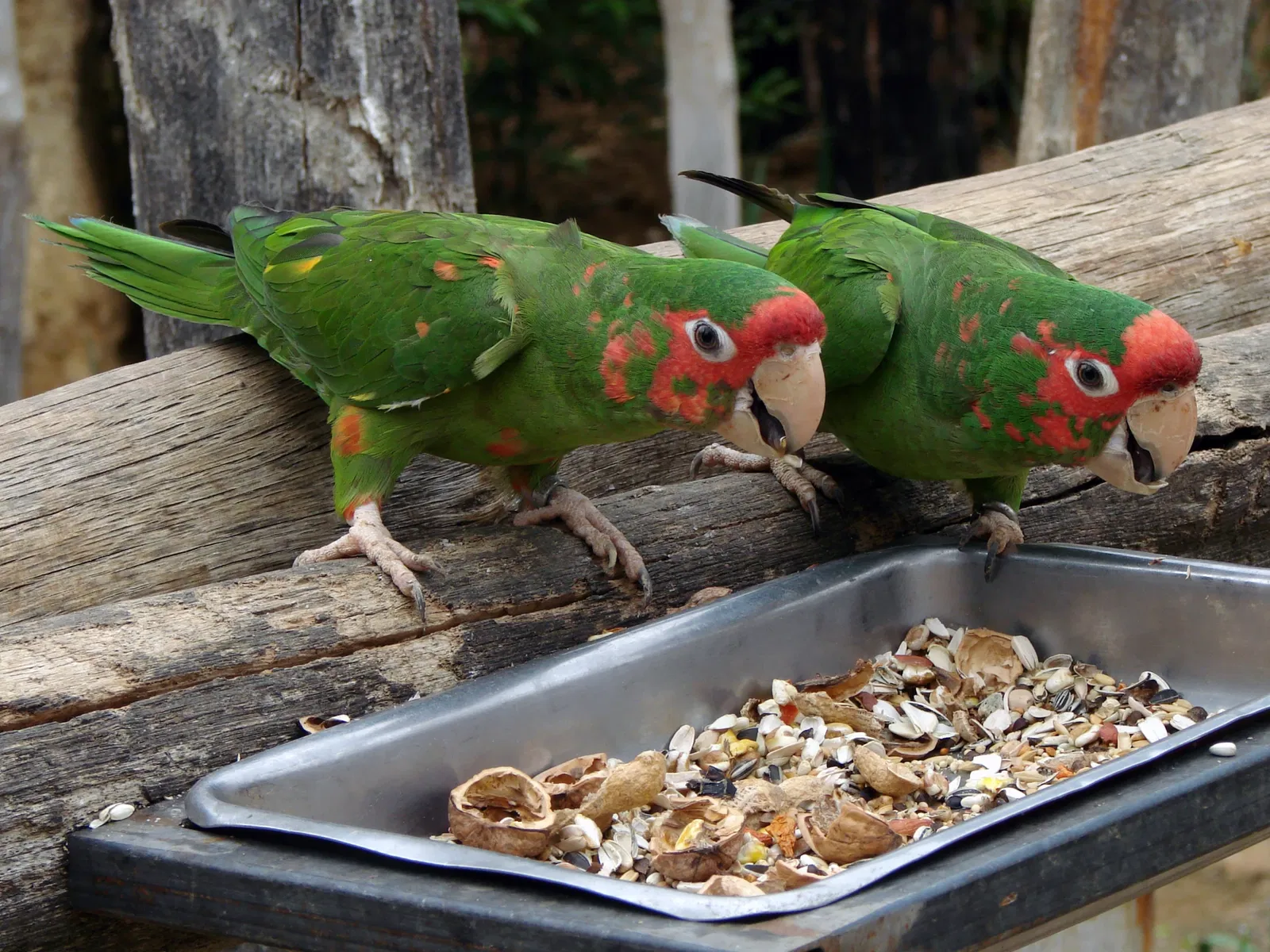 Bioparc de Doué-la-Fontaine