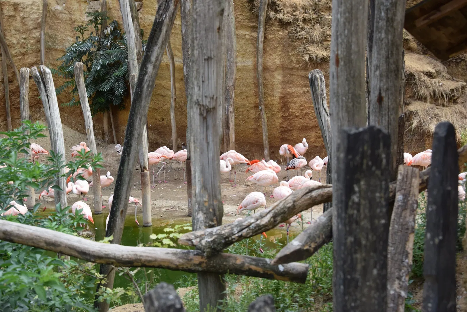 Bioparc de Doué-la-Fontaine