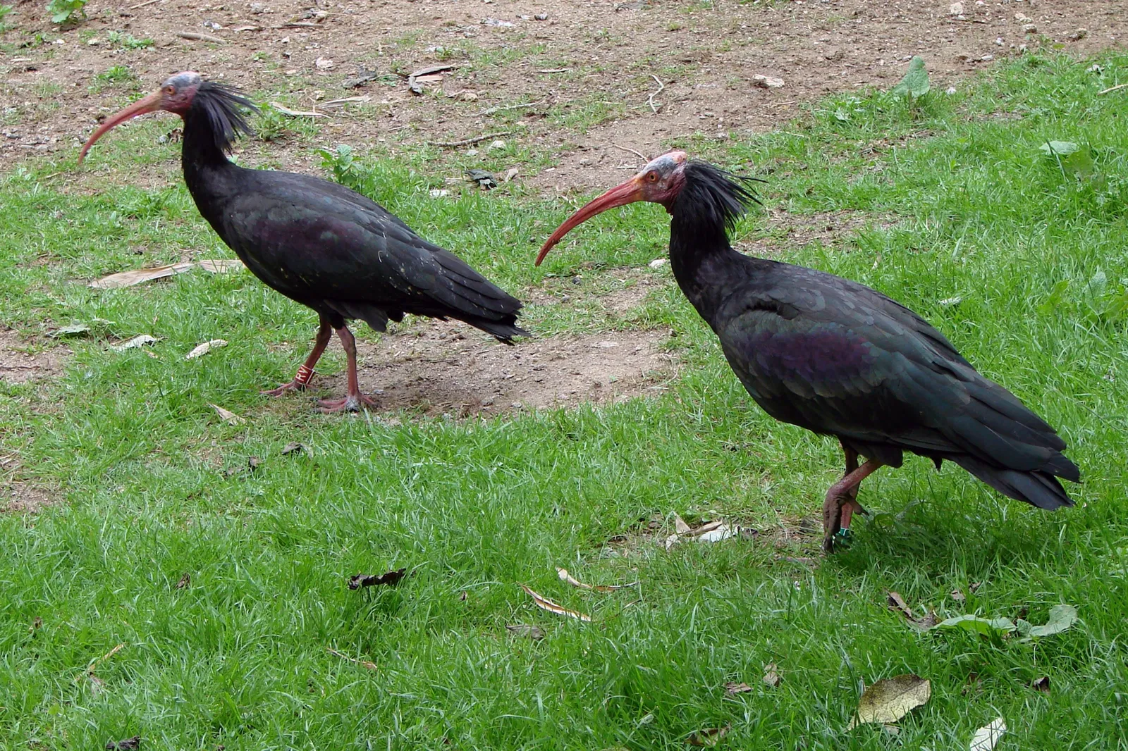 Bioparc de Doué-la-Fontaine