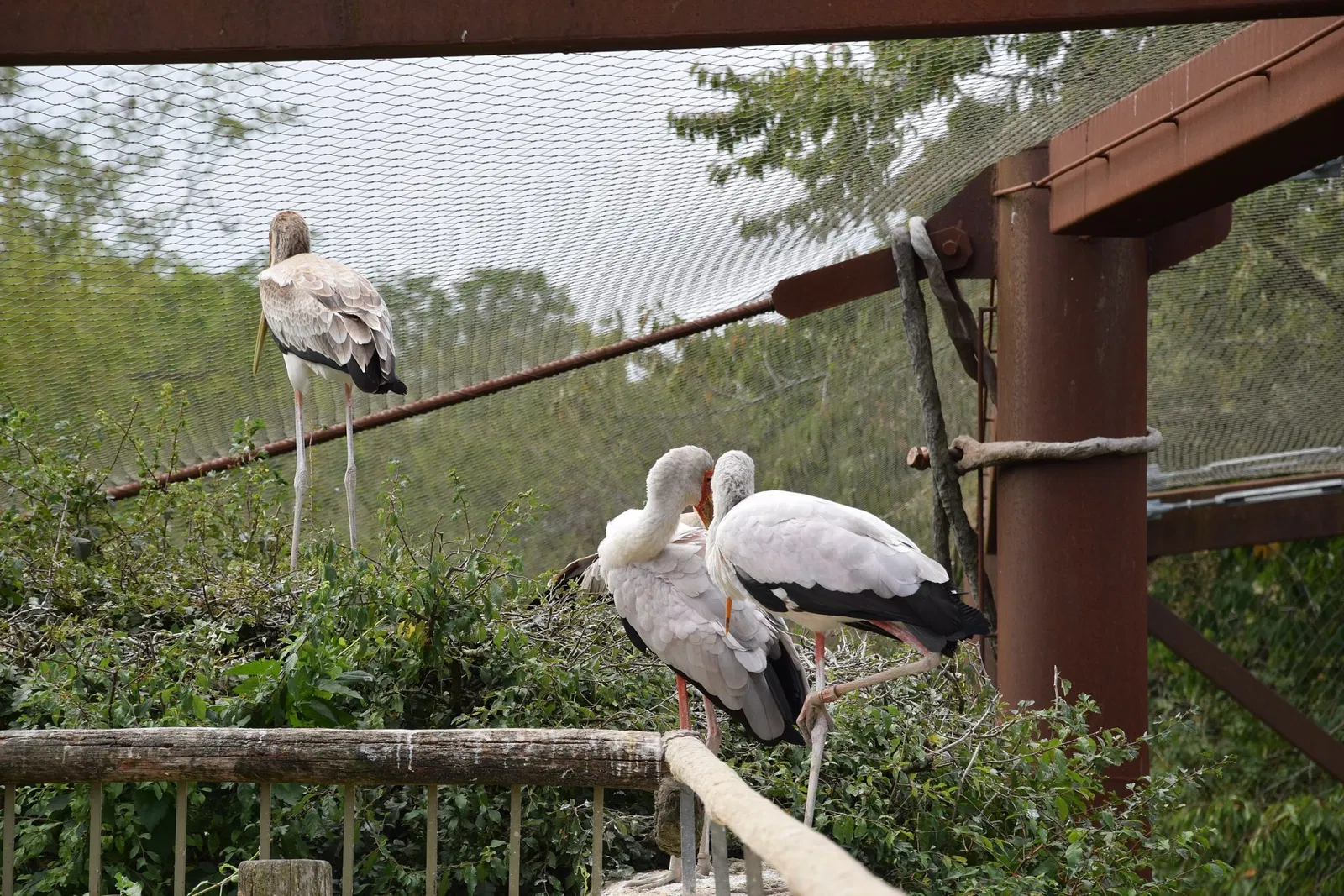 Bioparc de Doué-la-Fontaine