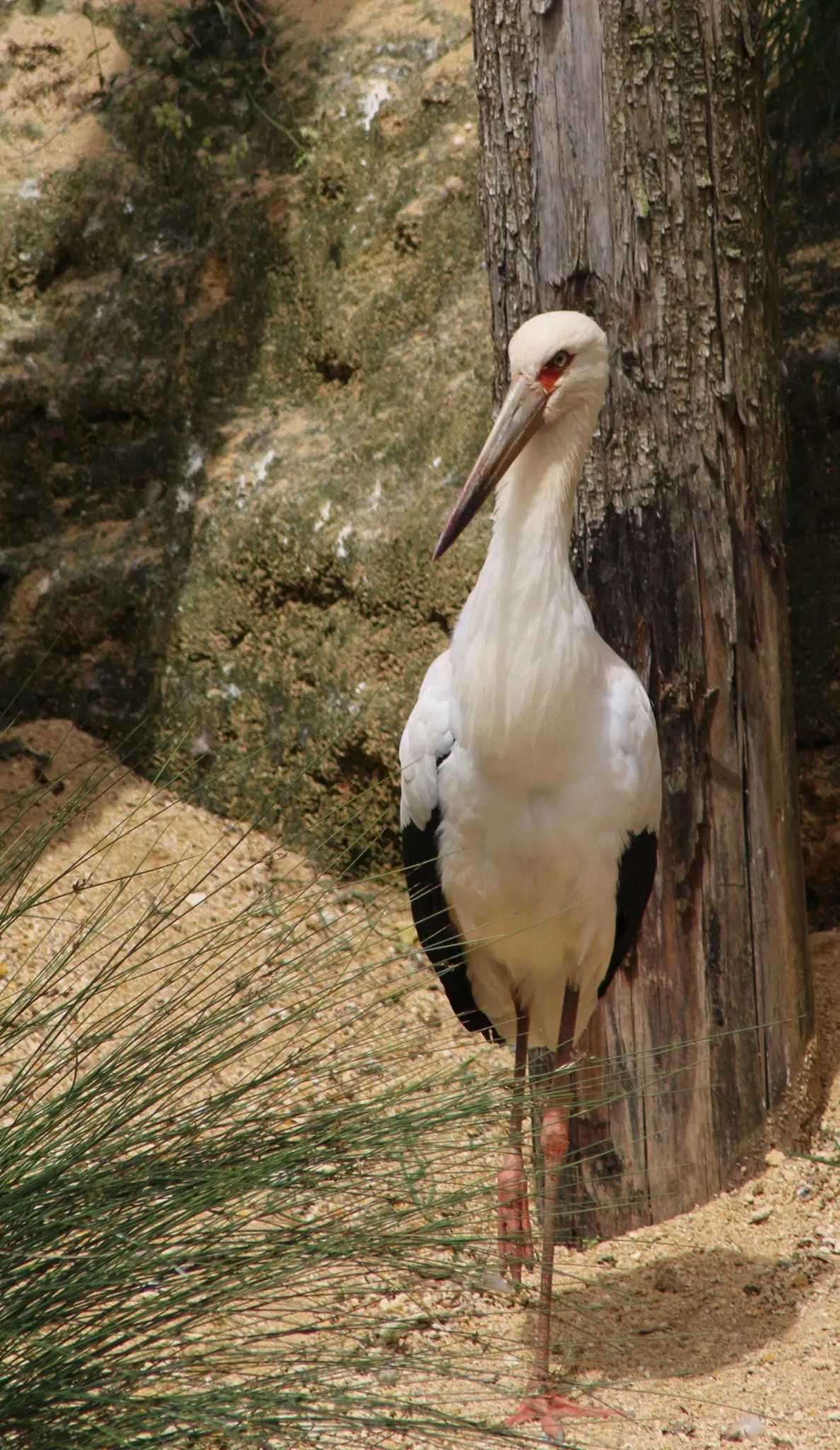 Bioparc de Doué-la-Fontaine