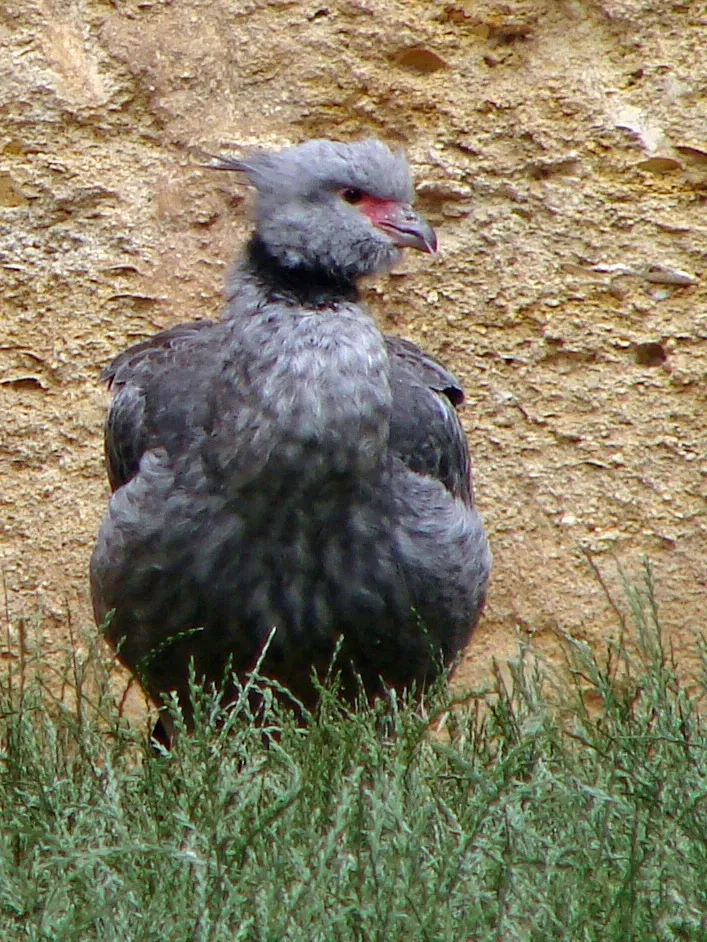 Bioparc de Doué-la-Fontaine