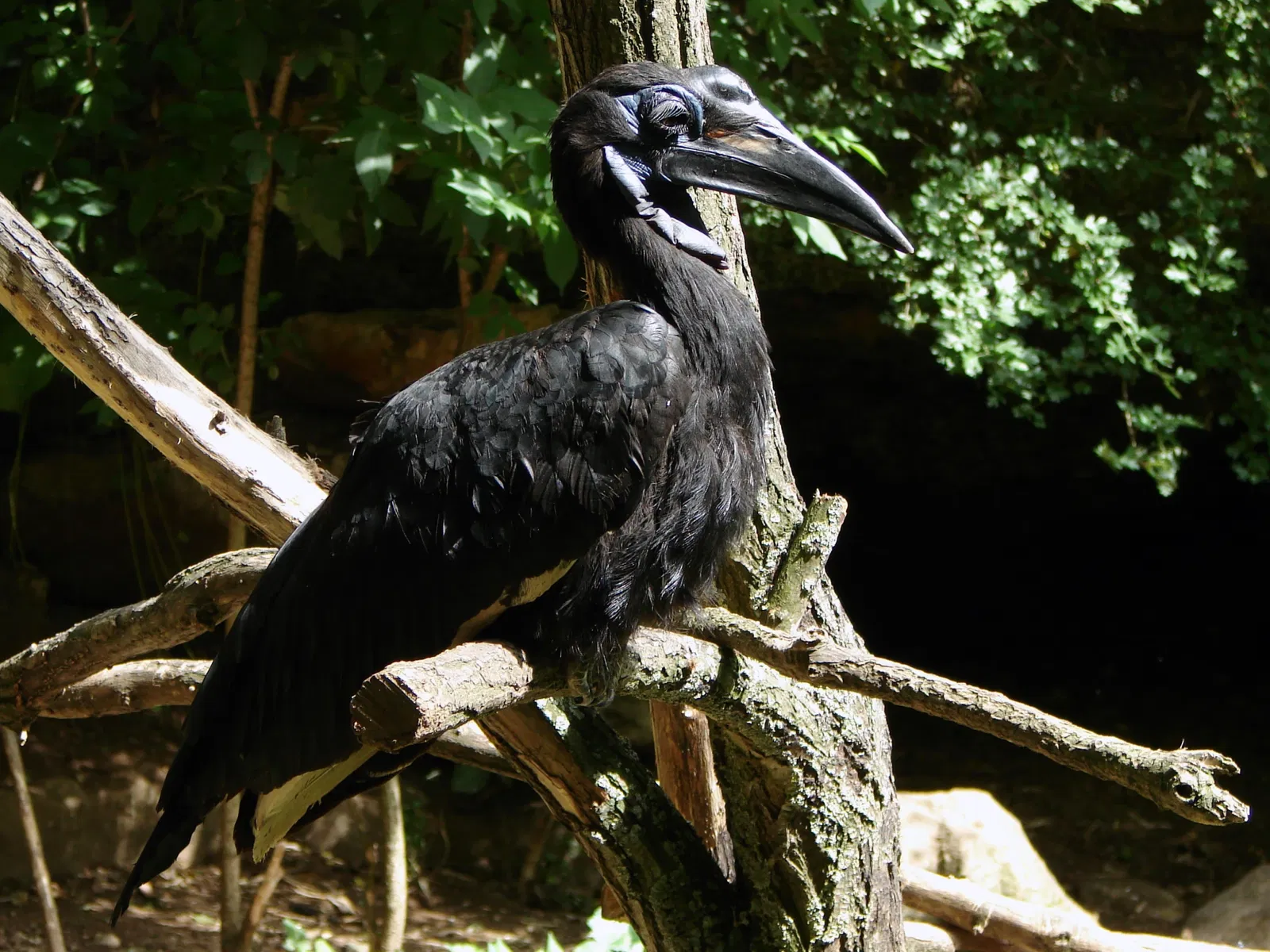 Bioparc de Doué-la-Fontaine