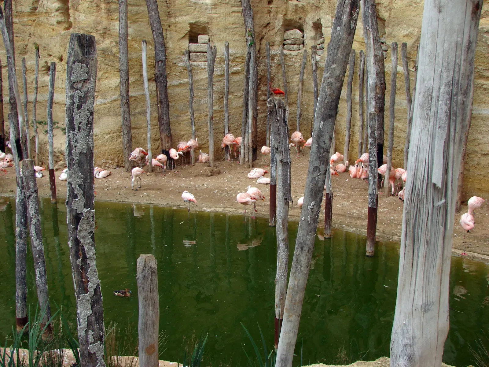 Bioparc de Doué-la-Fontaine
