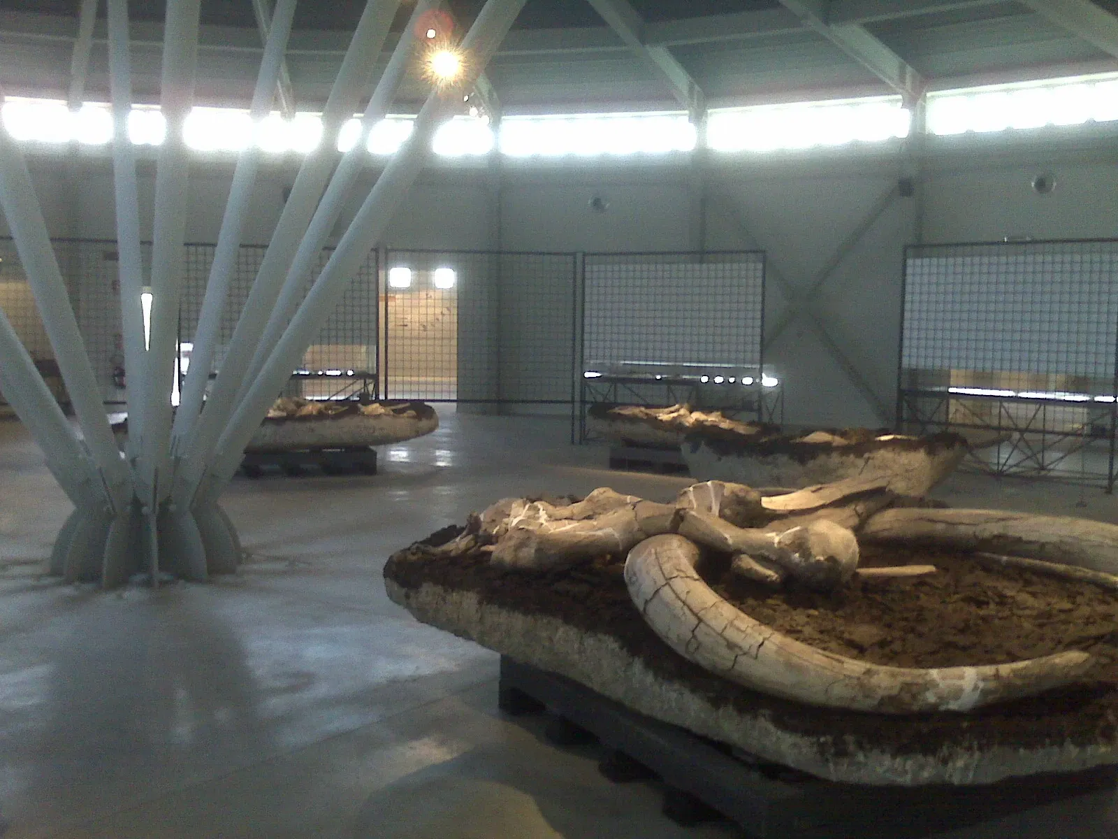 Museo Paleontologico Luigi Boldrini Pietrafitta
