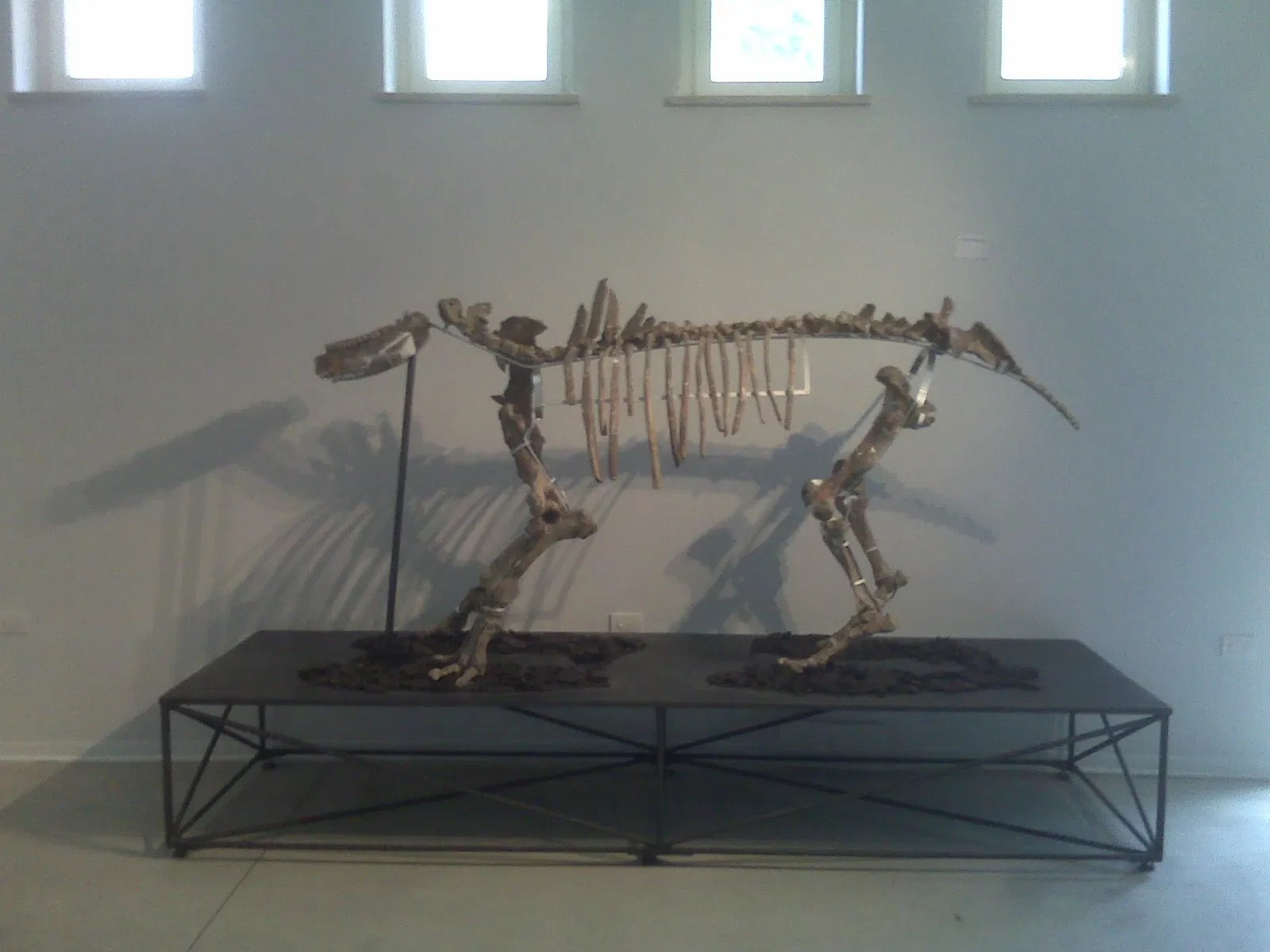 Museo Paleontologico Luigi Boldrini Pietrafitta