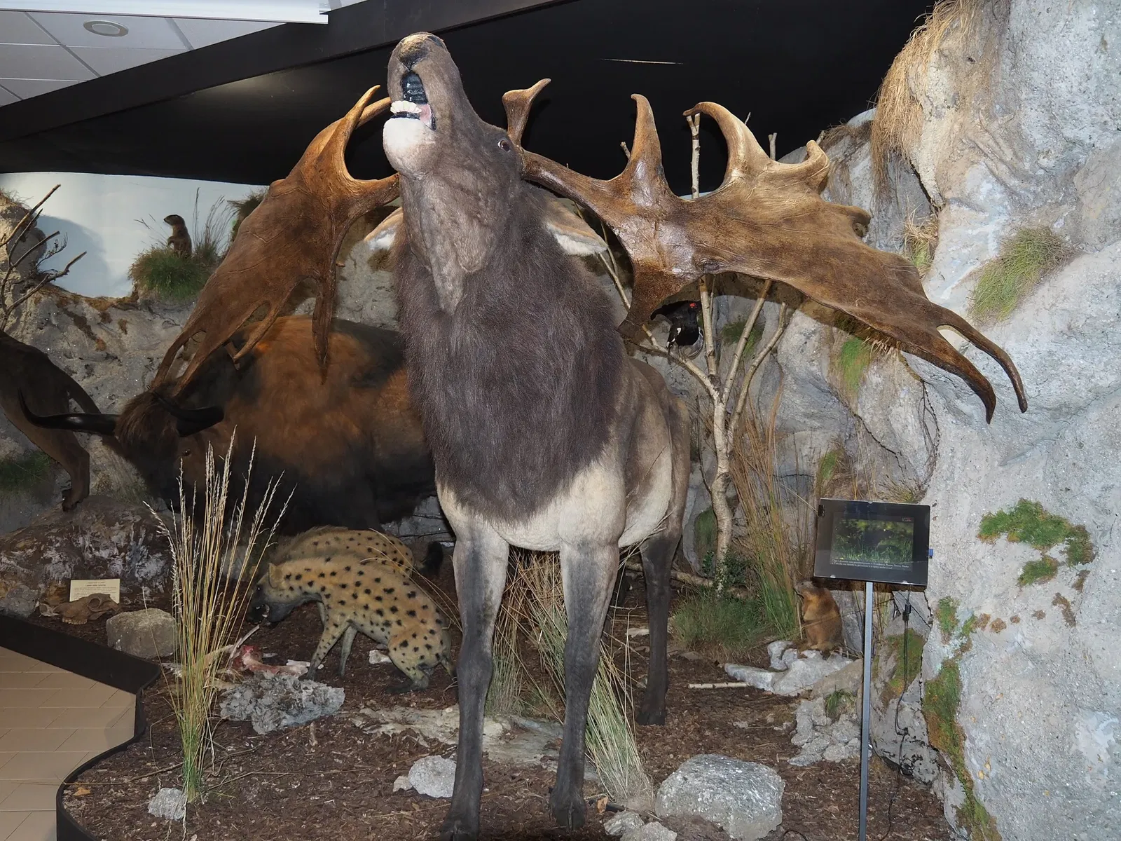 Museo della Preistoria Luigi Donini