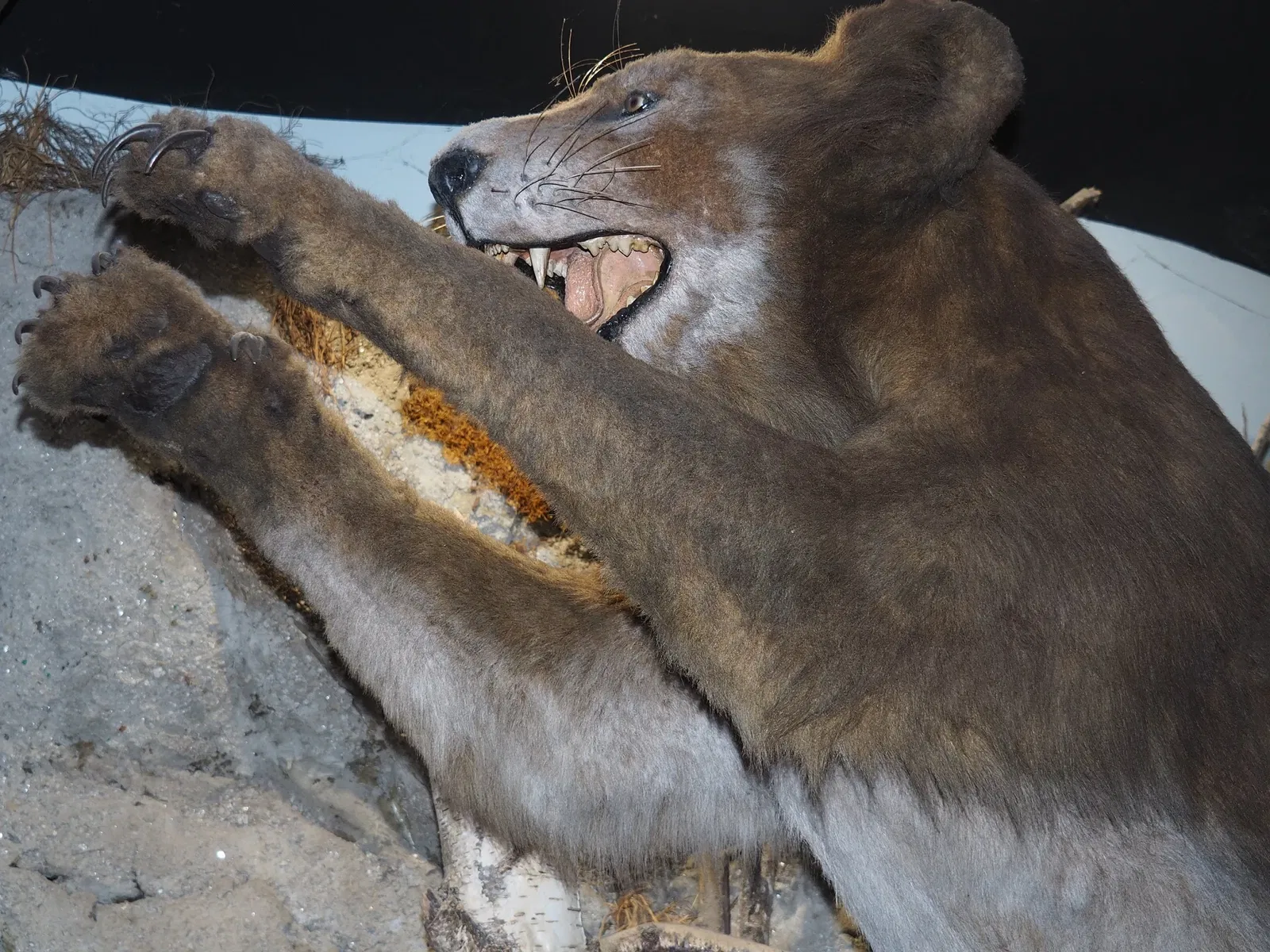 Museum of Prehistory Luigi Donini