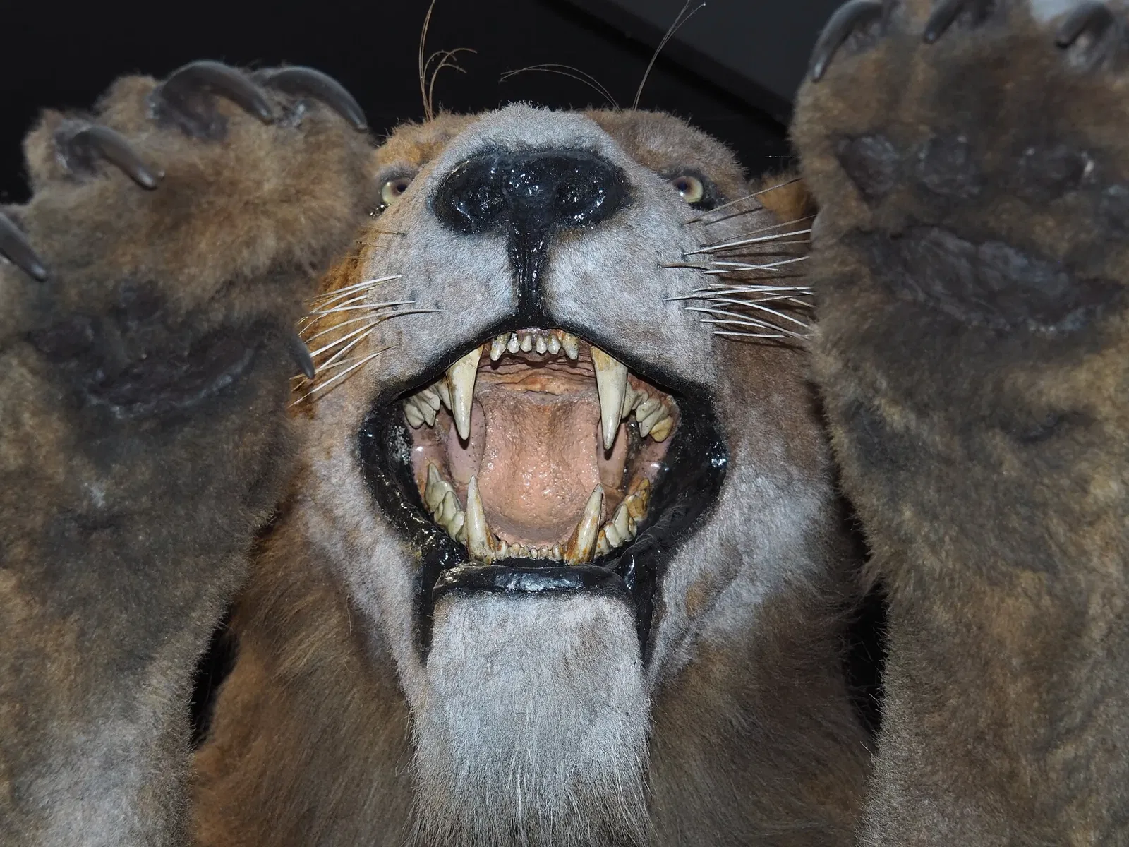 Museum of Prehistory Luigi Donini