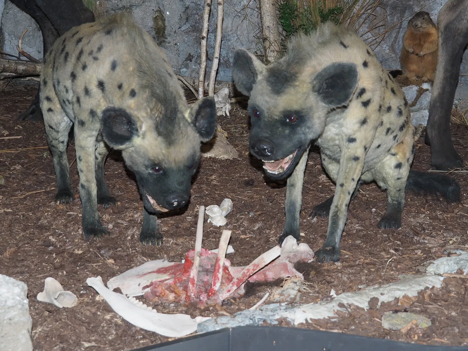 Museum of Prehistory Luigi Donini