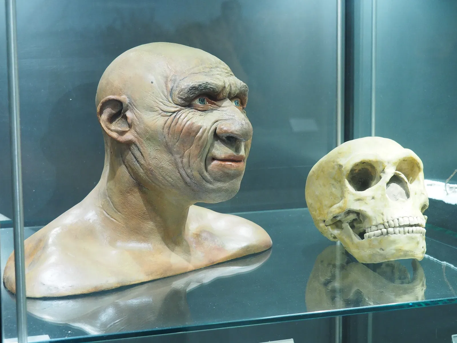 Museum of Prehistory Luigi Donini