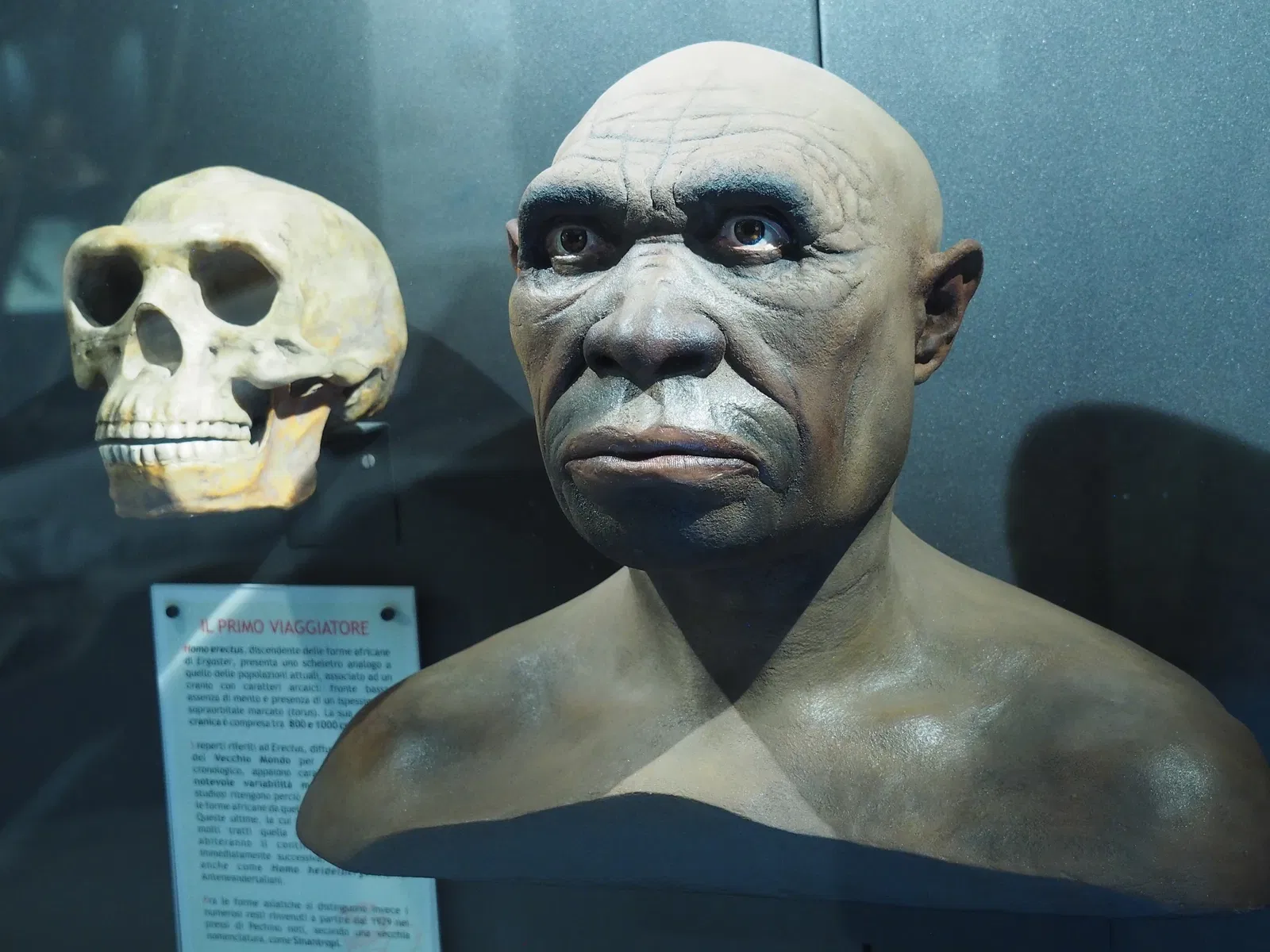 Museum of Prehistory Luigi Donini