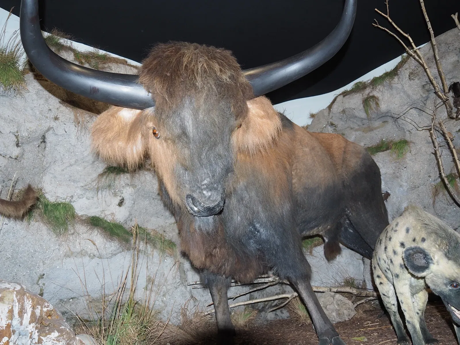 Museum of Prehistory Luigi Donini