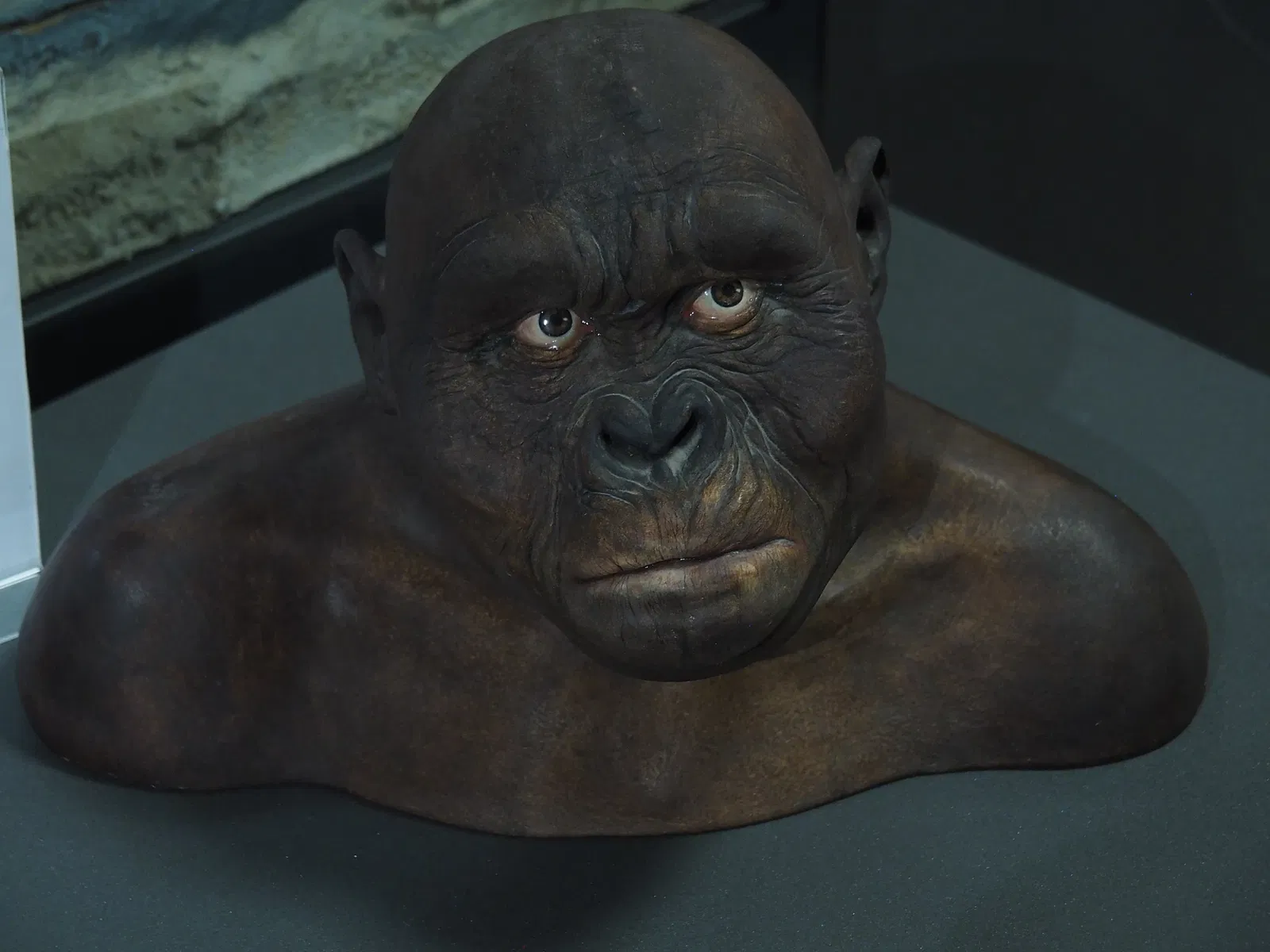 Museum of Prehistory Luigi Donini