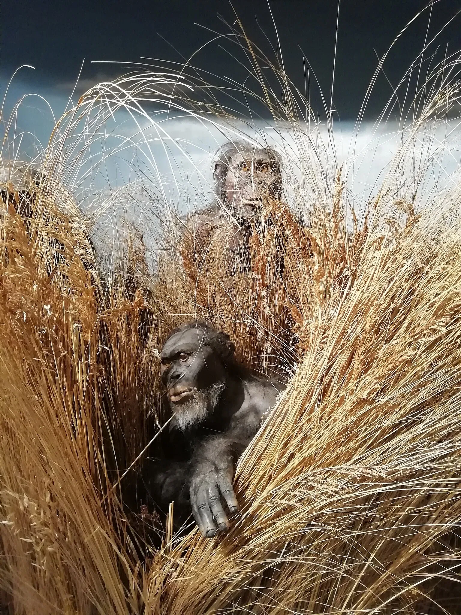 Museum of Prehistory Luigi Donini