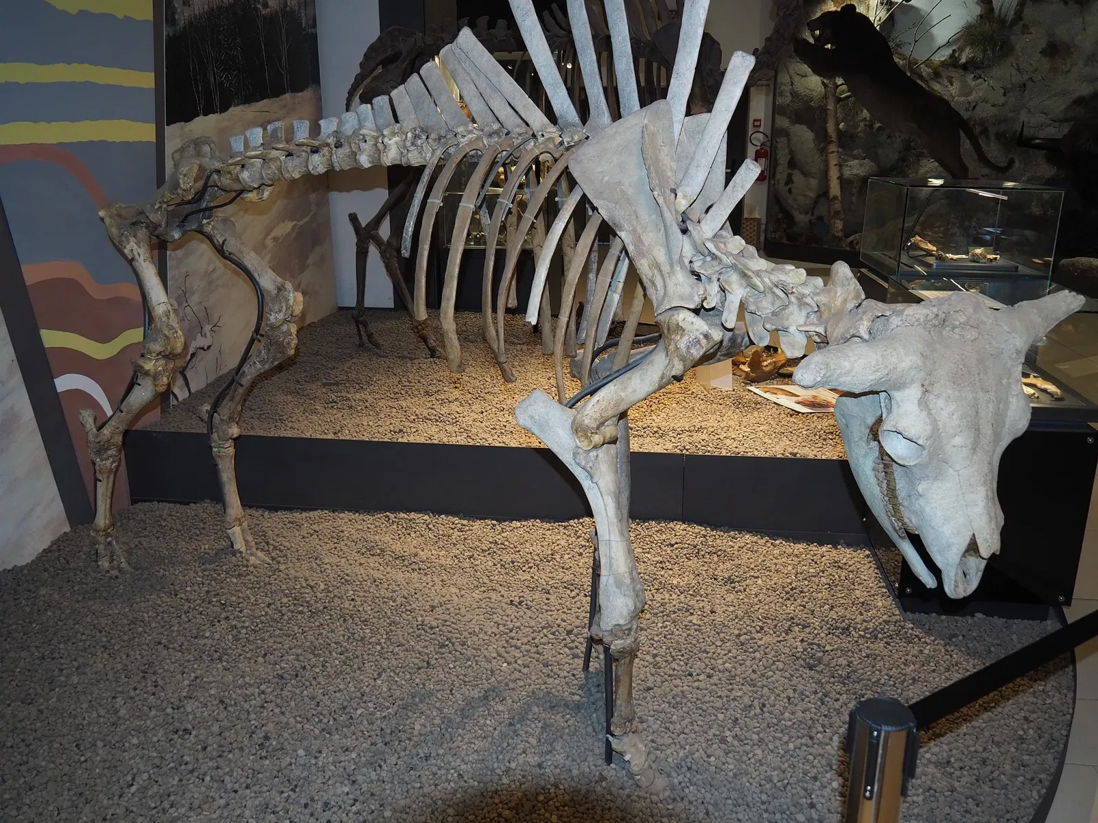 Museum of Prehistory Luigi Donini