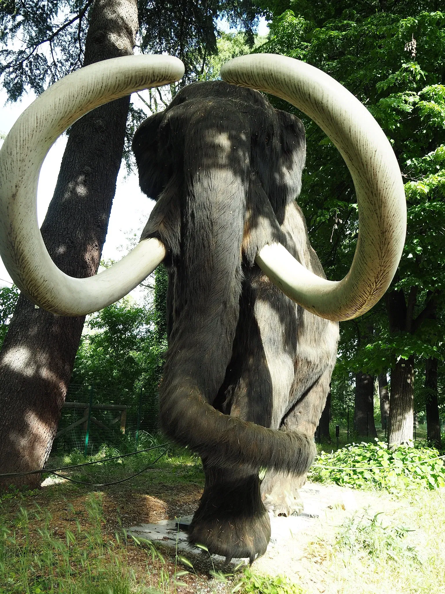 Museum of Prehistory Luigi Donini