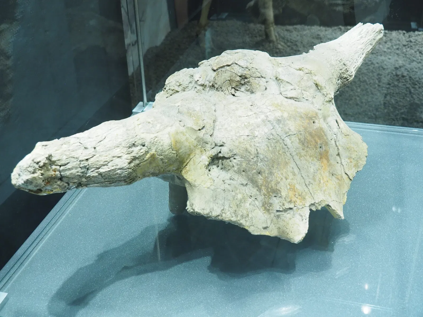 Museum of Prehistory Luigi Donini