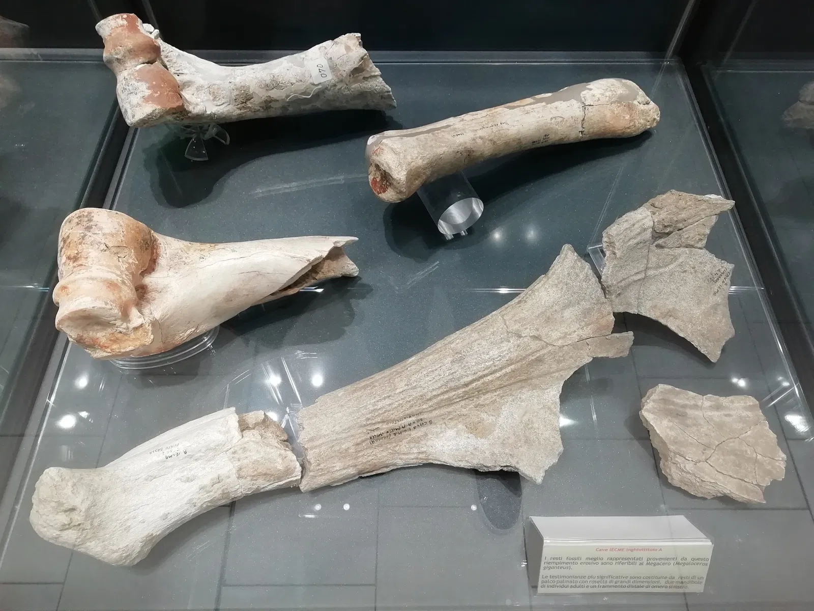 Museum of Prehistory Luigi Donini